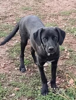 LOTUS - hübscher Labrador-Mix-Rüde...... - Kempen