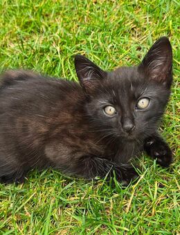 Baby Katze - Großkrotzenburg