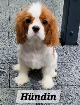 Reinrassige Cavalier King Charles Spaniel - Frankfurt (Main)