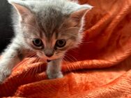 - 1 super süßes Kitten suchen liebevolles zuhause - - Bad Homburg (Höhe)