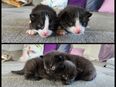 Kleine Kitten schwarz/schwarz-weiß in 72555