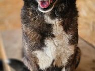 TILLY - liebevoll, ruhig und herzensgut - Weilheim (Oberbayern)