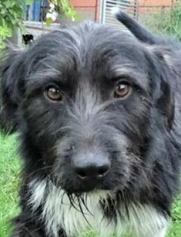 COOPER wartet schon lange - Gefrees