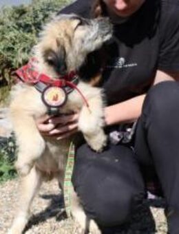 Hundebaby Nanuk sucht Geborgenheit - München