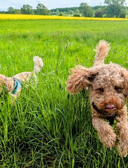 Hundepension Bezaubernde Jeanie - Stammham (Landkreis Eichstätt)