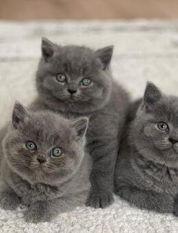 Reinrassige bkh Kitten - Dillenburg