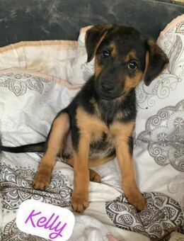 Kelly. Eine Dame sucht Verehrer - Heinsberg