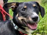 Hundemann TROY - Gefrees