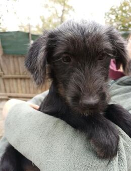 Pippin, hübsches Mädchen - Lindenberg (Rheinland-Pfalz)