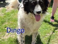 DINGO ❤ EILIG! sucht Zuhause/Pflegestell - Langenhagen