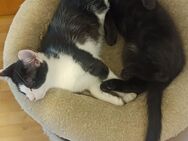 3 Maine Coon Mix Kitten suchen ein Zuhause - Katzhütte