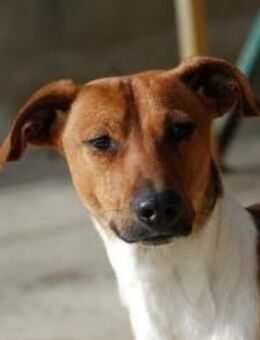 Cairo der Vergessene - Langen (Hessen)