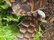 Griechische landschildkröten 2 Stück inkl Terrarium - Hainburg