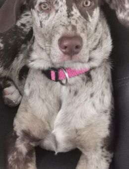 Wunderschöne Hündin – Magyar Vizsla x Australian Shepherd, 2025 geboren - Schramberg Sulgen