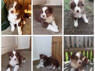 Wunderschöne Australian Shepherd Welpen - Bachhagel