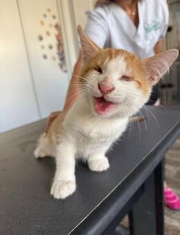 blinder Rubin sucht tolles Zuhause - Waakirchen