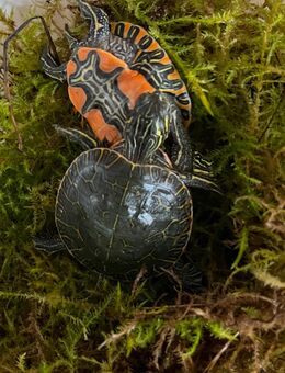 Chrysemys picta bellii westliche Zierschildkröte - Antrifttal