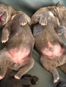 Cane Corso Welpen Besondere Farbe Musterung - Ditzingen Zentrum