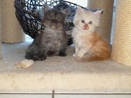 Maine Coon mit Stammbaum - Murrhardt