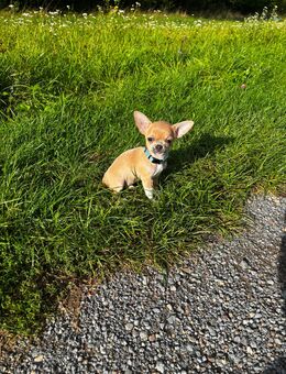 Reinrassiger Chihuahua Welpe Rüde - Heilbronn