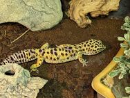 Leopardgecko Männchen / 2017 - Oberaula