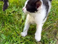 1 kleines Katzen Babys ab Ende Juli abzugeben - Calau Zentrum
