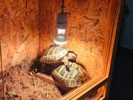 2 Griechische Landschildkröten mit Terrarium - Bietigheim-Bissingen