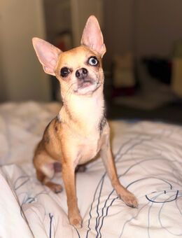 Chihuahua rüde - Berlin