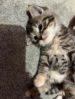 5 liebe Kätzchen - Lingen (Ems)