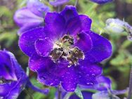 Rittersporn Samen SWR Treffpunkt Blau Violett Bienen Hummel rittersporne wilderRitter Sporn Saatgut Rittersporne Garten Pflanze Blumen Ritterspornsamen blau lila Blüten garden insektenfreundlich Bienenmagnet Saatgut Samen Freunde Biene Saat Frühling - Pfedelbach