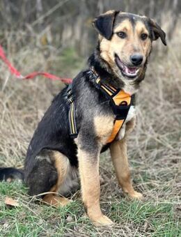 Lexi, lieber Welpe sucht neue Familie - Unterföhring