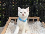 Katzenbaby Kitten BKH (Kater 2) - Sachsenheim
