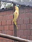 2,0 Große Alexandersittiche Lutino abzugeben in 32369