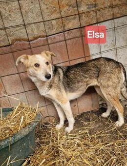 Elsa; tapferes Herz sucht Anschluss - Geilenkirchen