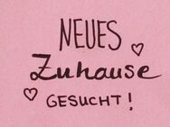 Zwei Schwester 38 und 33 Jahre suchen Wohnung in Erwitte - Erwitte