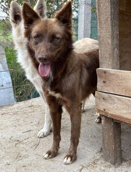 ❤️🐾 PHILIPPA unser Glückskind - Eichendorf