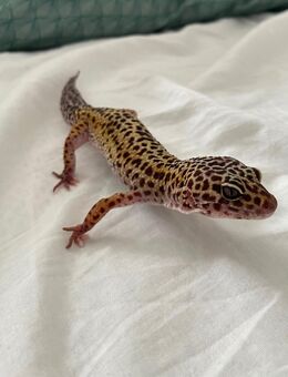 Leopardgeckos - Schwerte (Hansestadt an der Ruhr)