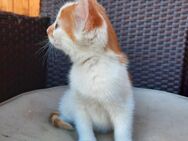 Katzenbaby, Kätzchen, Kitten - Iphofen