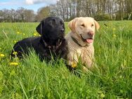 Wurfankündigung Labrador Retriever - Pirow