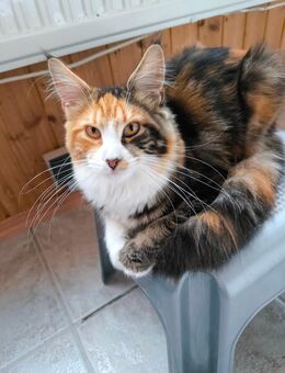 Schmusige Maine Coon Jungkatze - Bobingen