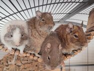 4 männliche Degus - Ellwangen (Jagst)