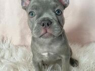 Französische Bulldoggen Welpen Lilac Tan Fawn - Krefeld