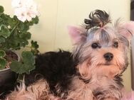 Sehr süsser Yorkshire terrier Welpe reinrassig black-golden-silver junge - Heidelberg