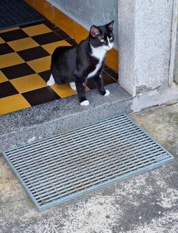 Kater "Moritz" in gute Hände abzugeben - Löbau