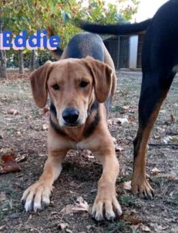 Eddie - freundlich und neugierig - Heppenheim (Bergstraße)