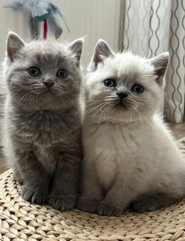 Reinrassige BKH Kitten - Limbach-Oberfrohna