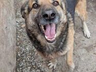 Samy sucht Dich - Wallerfangen