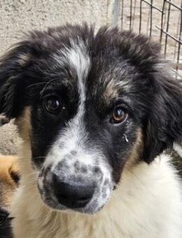 Floria, geb. ca. 01/2025, GRIECHENLAND - Euskirchen