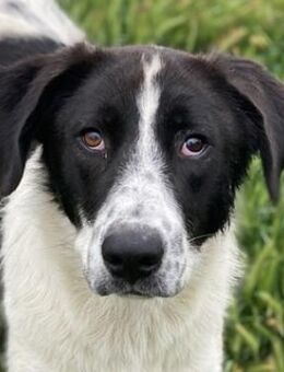 Dario Lorenzo, geb.ca.11/2022,lebt in GR - Markdorf