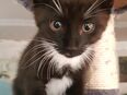 süsse Kätzchen, Kitten, Katzebabys sehr lieb in 06406